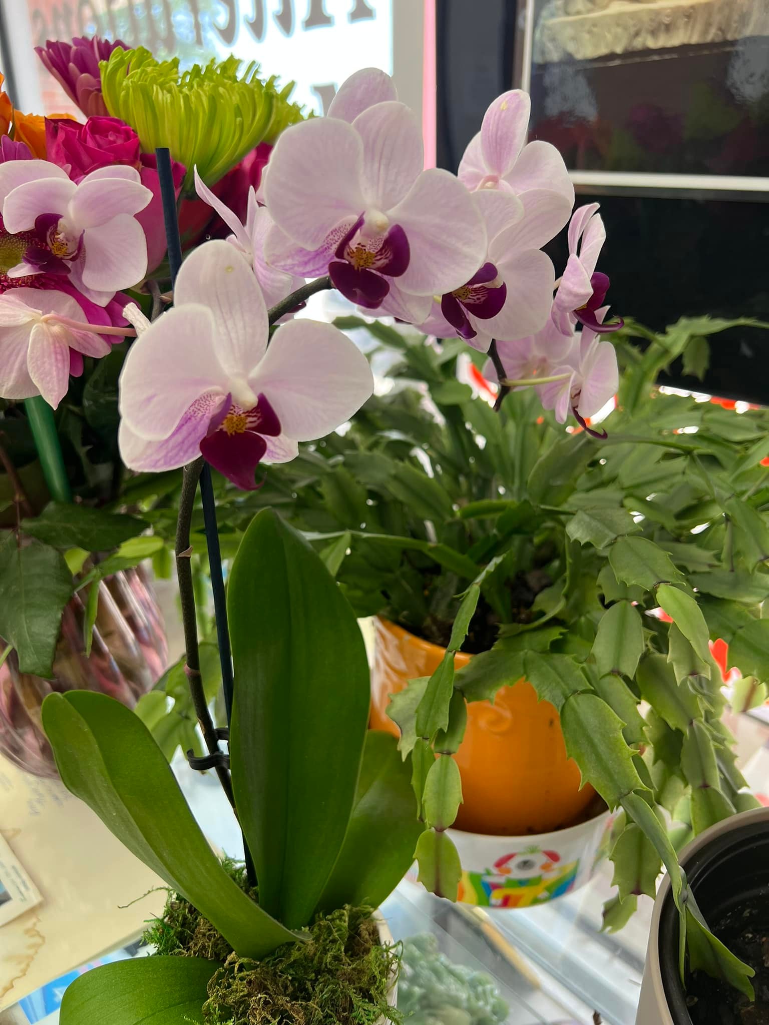 Inside the shop from the public Amy Tailor photo archive